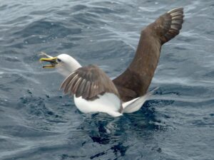 Albatross-feeding