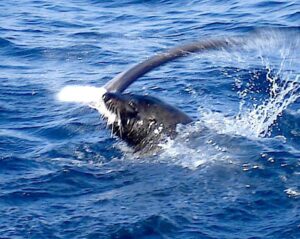 Seal-with-congo-eel